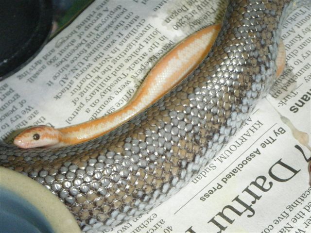 Rosy Boa