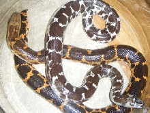 Saharan Sand Boa
