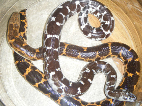 Saharan Sand Boa