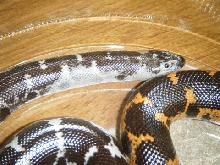 Sand Boa