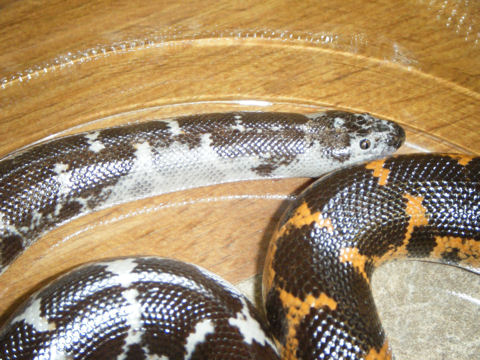 Sand Boa