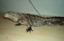 Fred 7-04