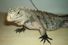 Fred 7-04a