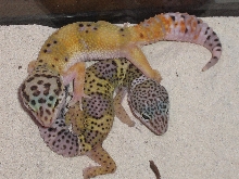 Aphrodite & Hannah having a cuddle