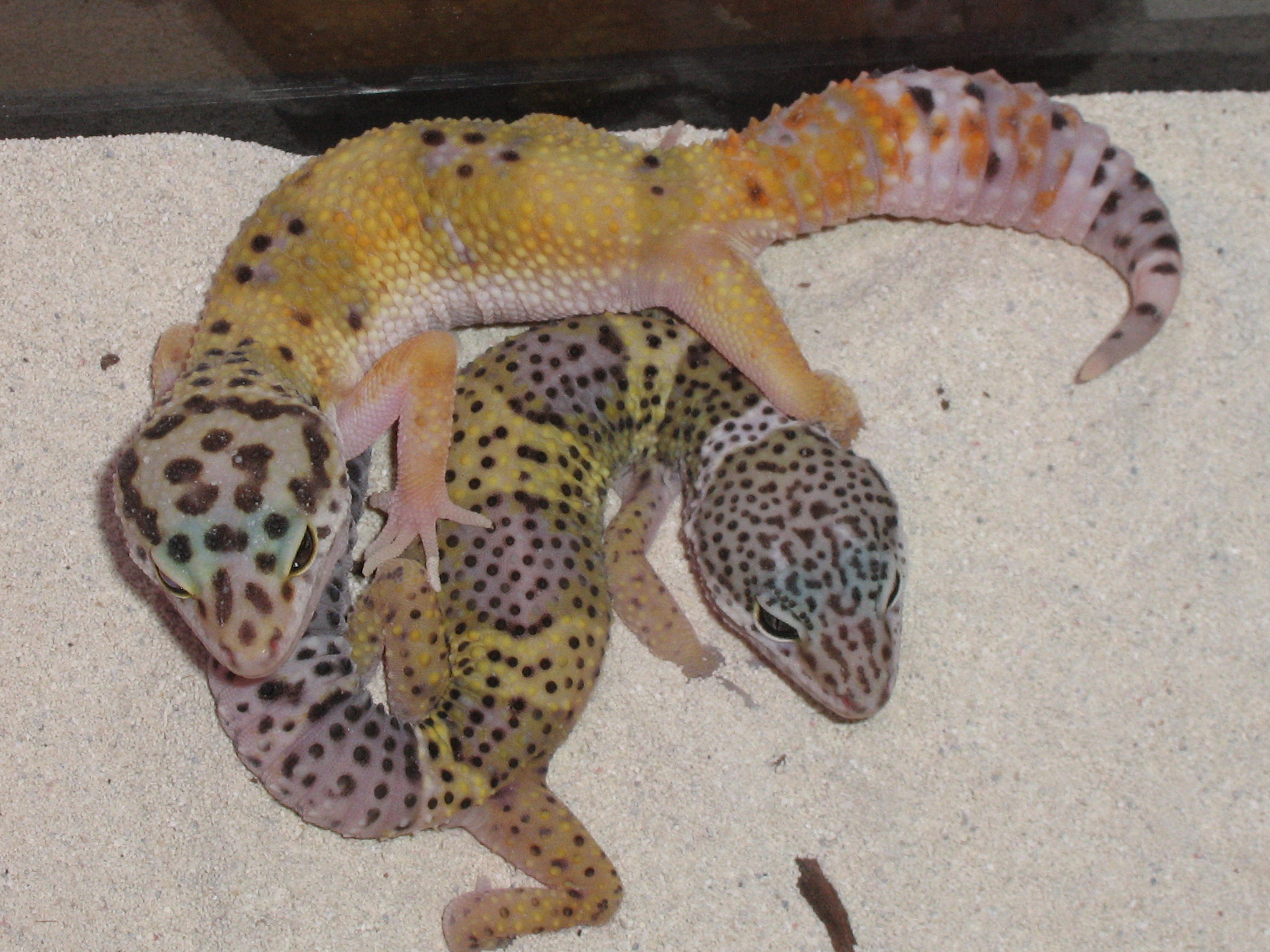 Aphrodite & Hannah having a cuddle