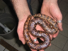 Kenyan sand boa
