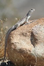 Desert Iguana