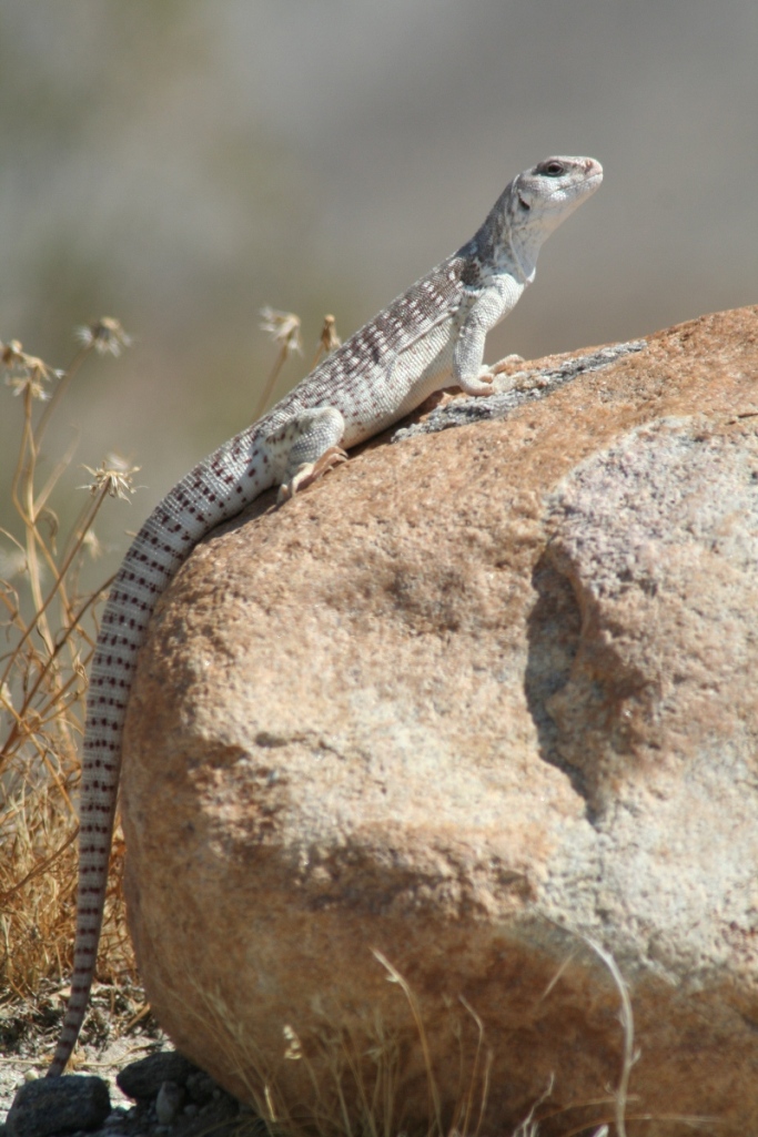 Desert Iguana