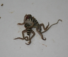 Two- Bodied Lizard