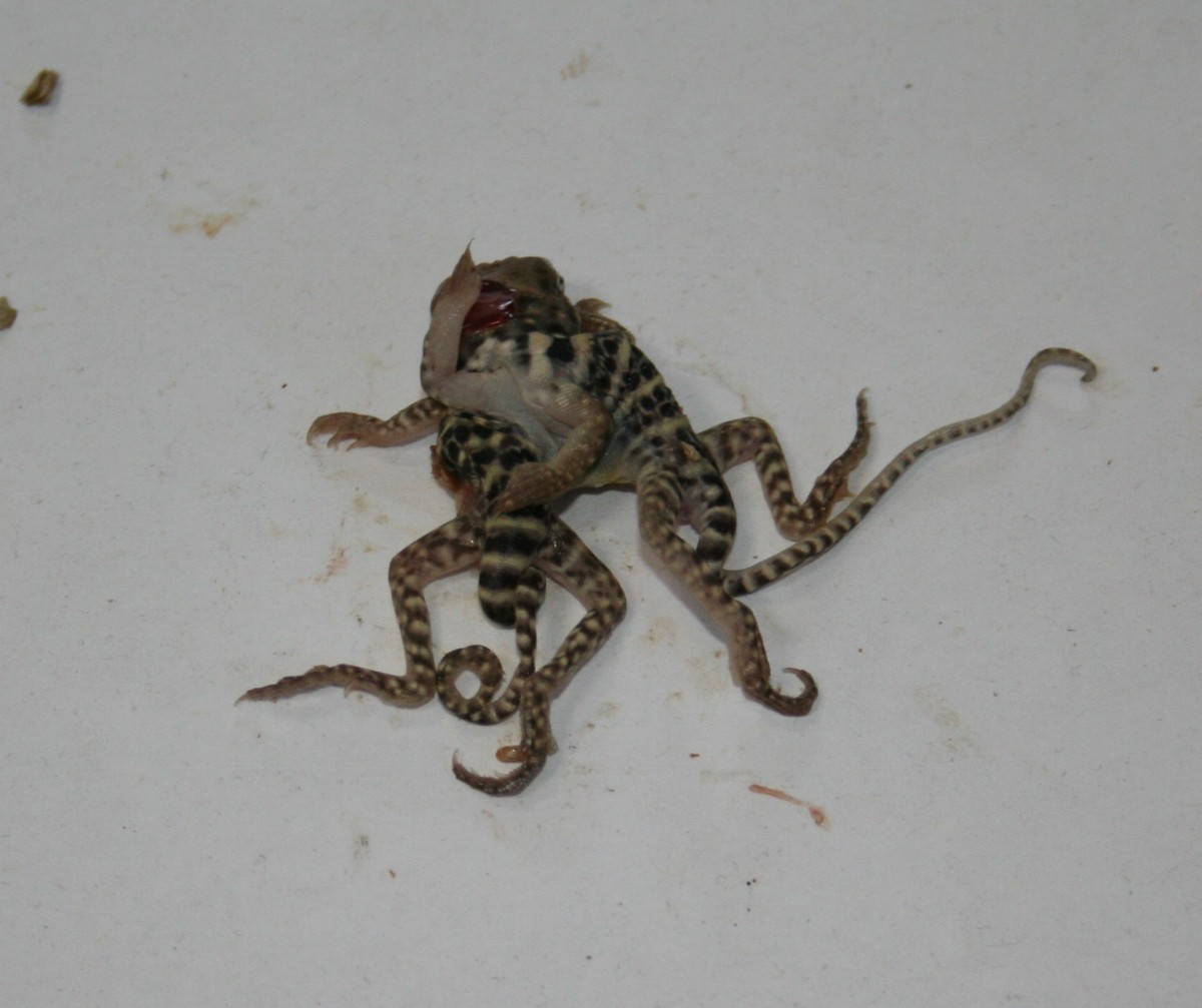 Two- Bodied Lizard