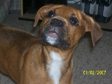 Brutus
