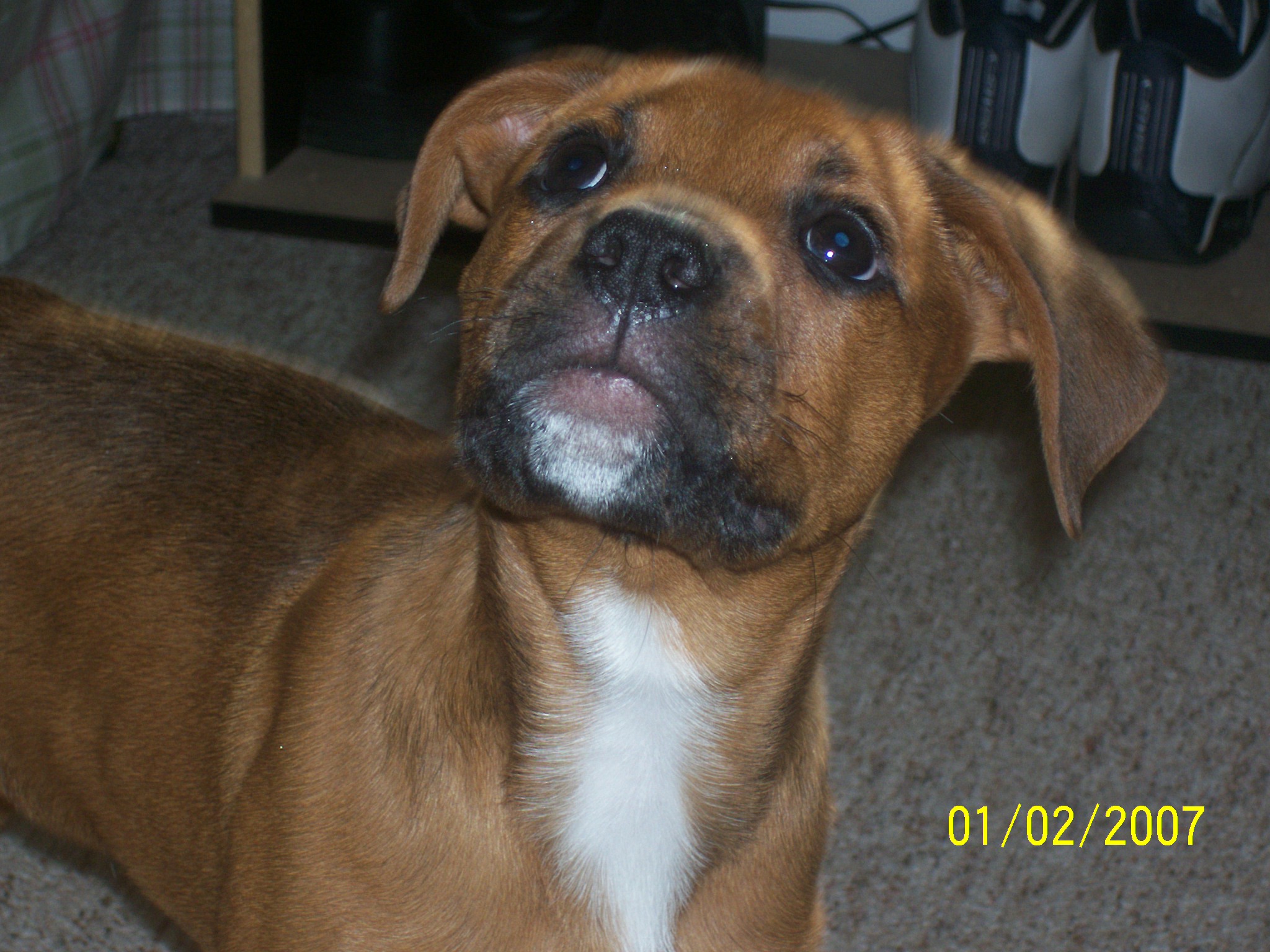 Brutus
