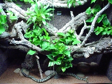 snake-Terrarium