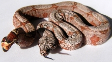 Amarali