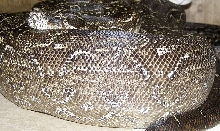 gravid Argentine