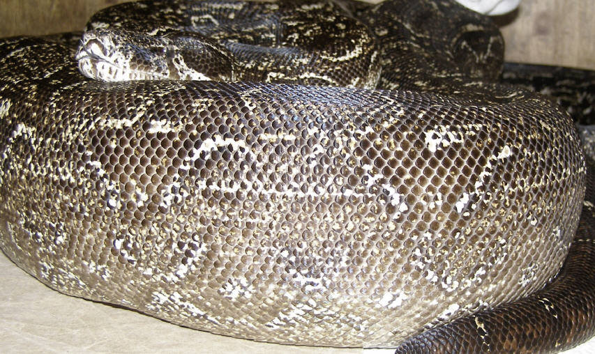 gravid Argentine