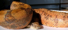 CA Hypo
