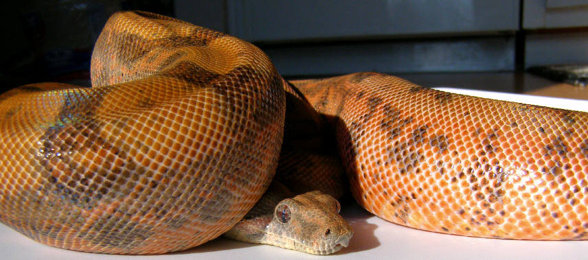 CA Hypo