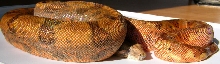 CA Hypo