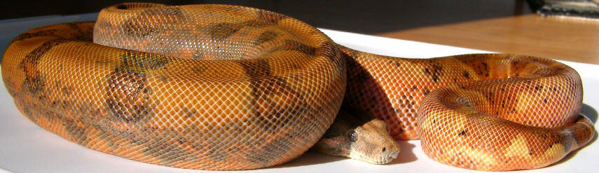 CA Hypo