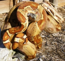 hypo het. anery