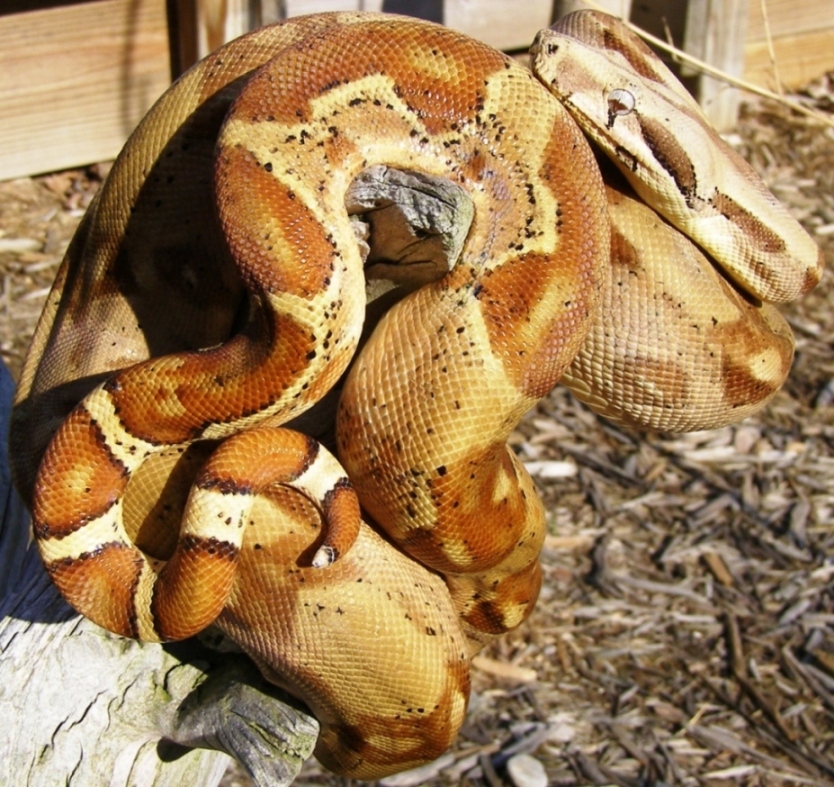 hypo het. anery