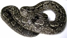Argentine Male