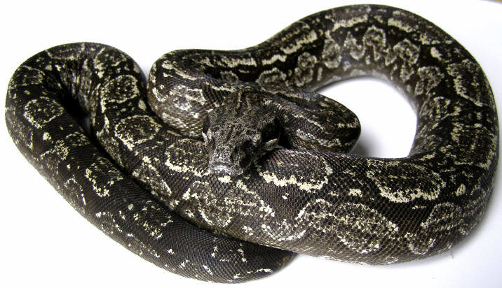 Argentine Male