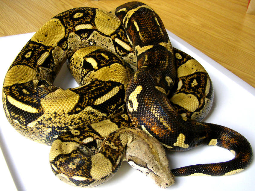 Colombian