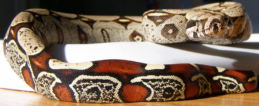 Peruvian BCC