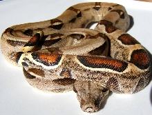 Possible het. albino