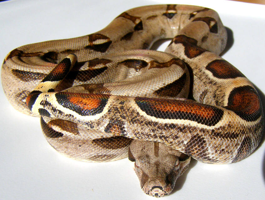 Possible het. albino