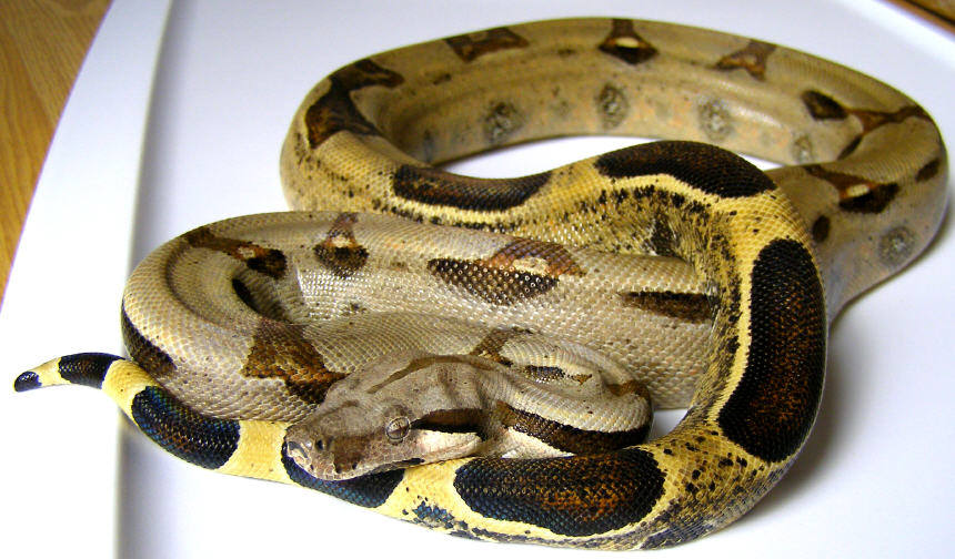 Possible het. albino