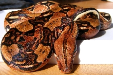 Suriname