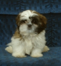 Daisy Girl
