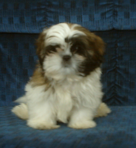 Daisy Girl