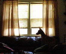 Watchful