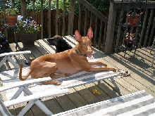 Sunning himself...
