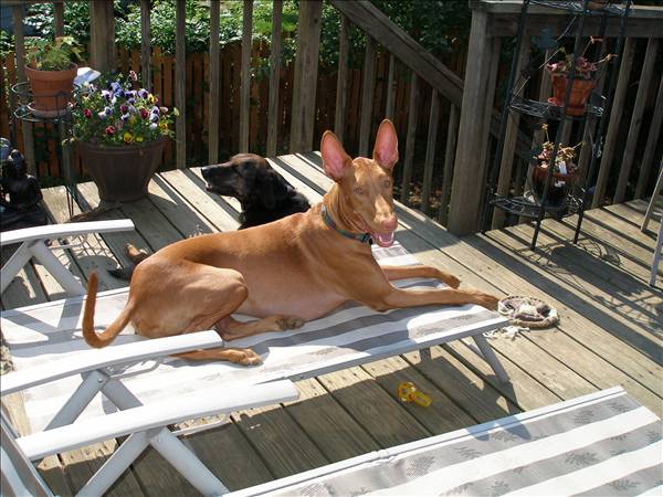 Sunning himself...