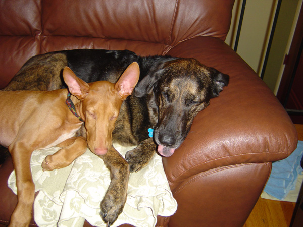 Achilles and Ripley