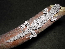 S. williamsi