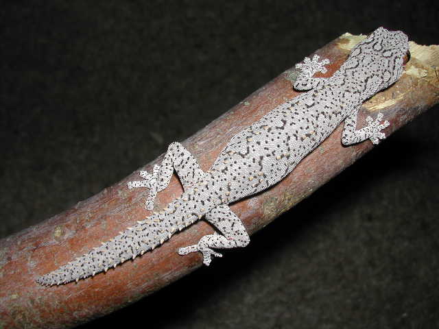 S. williamsi