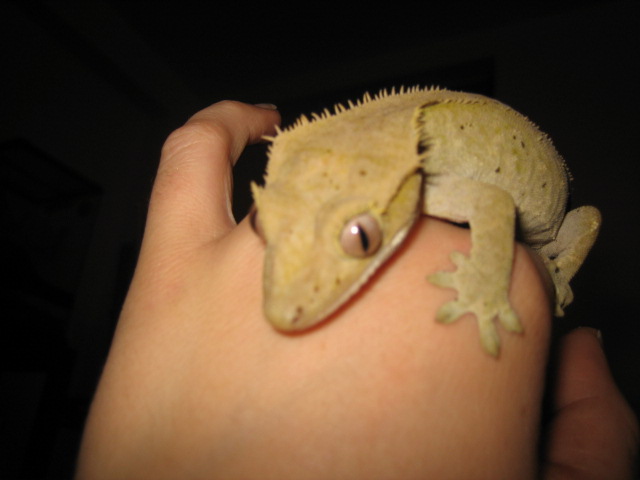 Bubbles