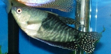 Odd Gourami