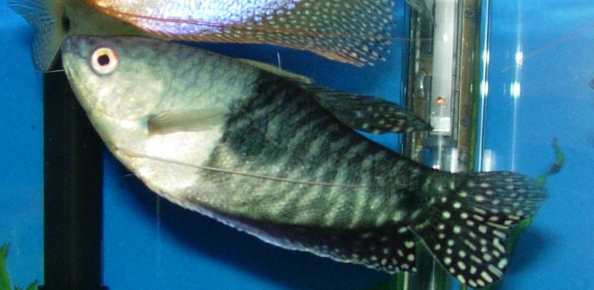 Odd Gourami