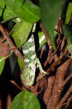 Meller's Chameleon