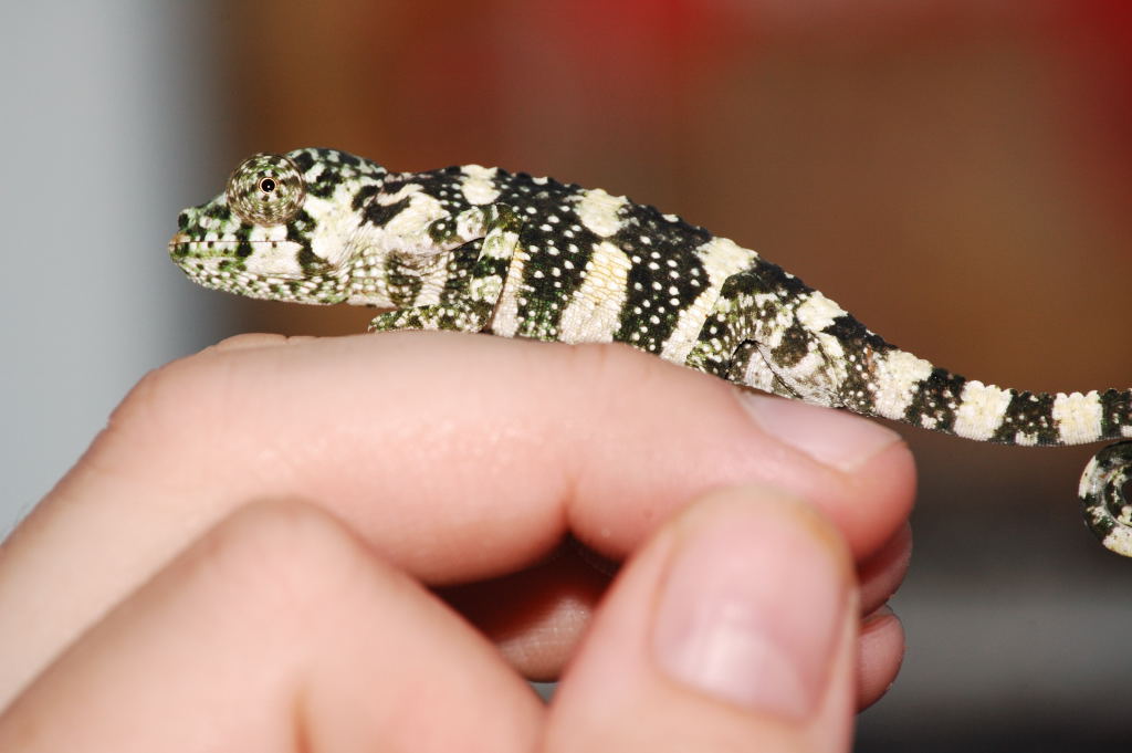 Meller's Chameleon