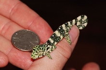 Meller's Chameleon