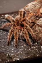 Tarantula