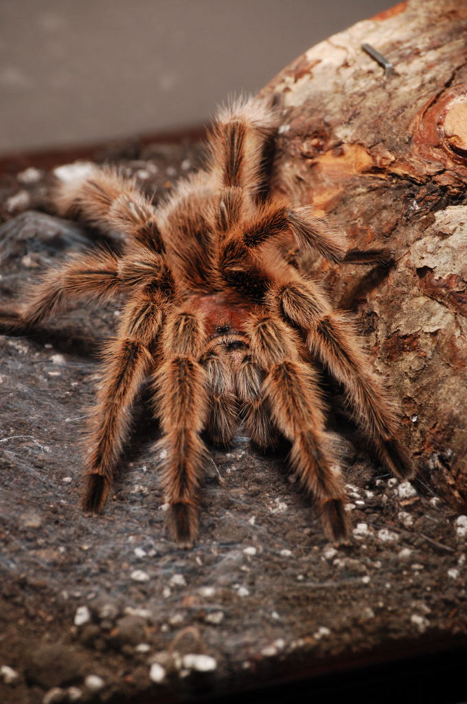 Tarantula